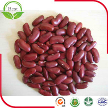 Common Cultivation Healthy Dark Red Kidney Beans